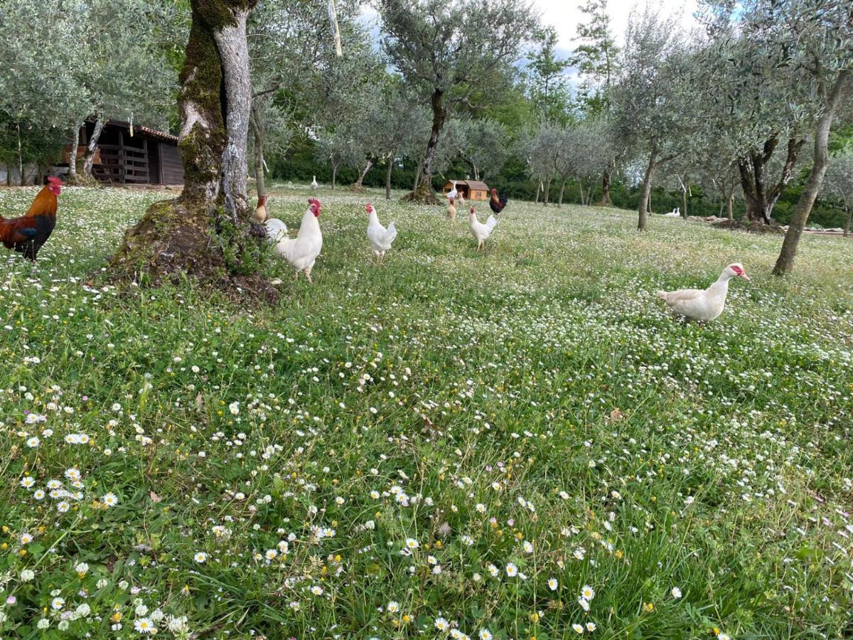 Agriturismo L'Ulivo Padula Buitenkant foto